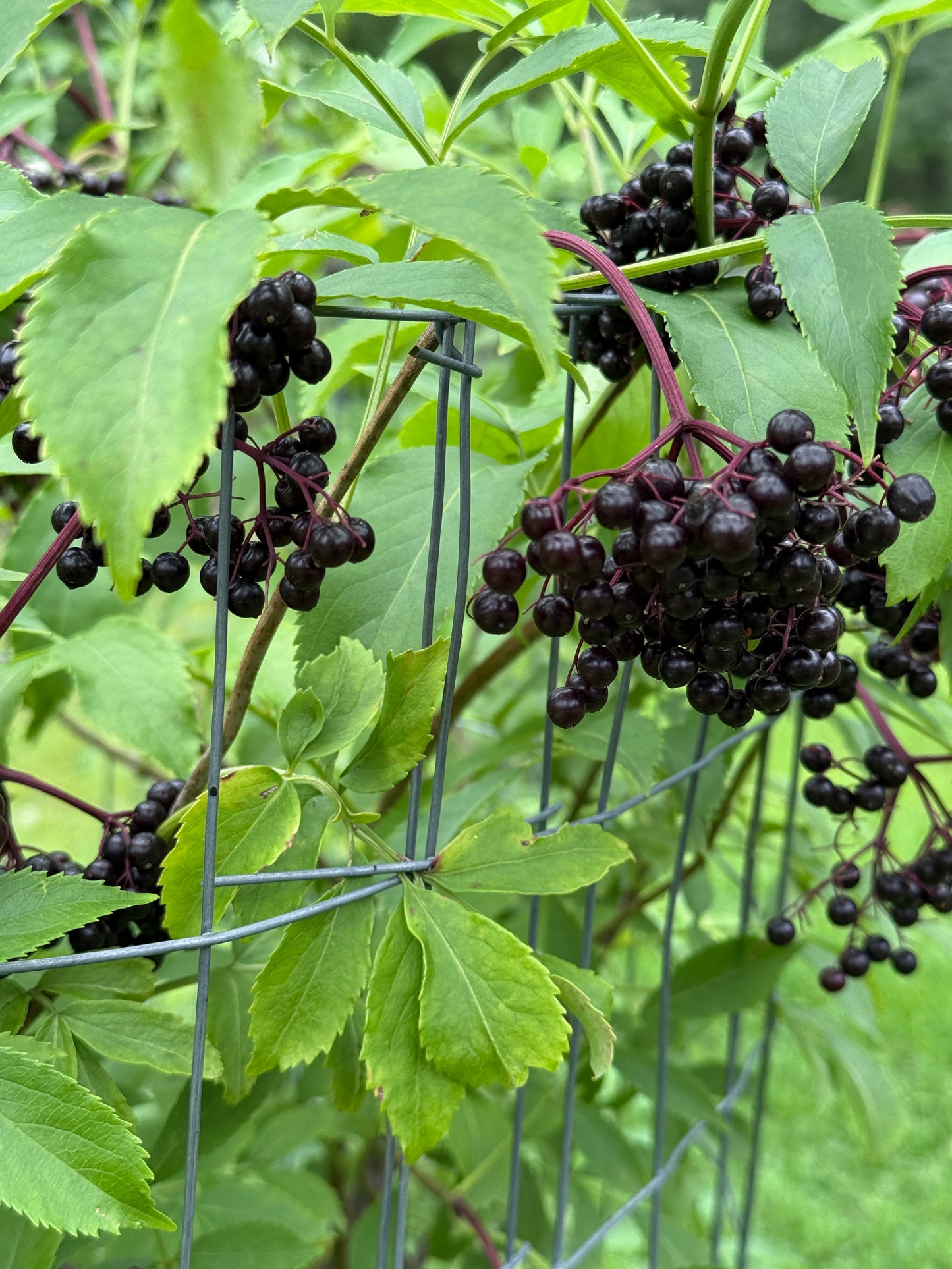 Dynamic Tincture Duo: Immune & Respiratory Support- Elderberry + Mullein Tincture