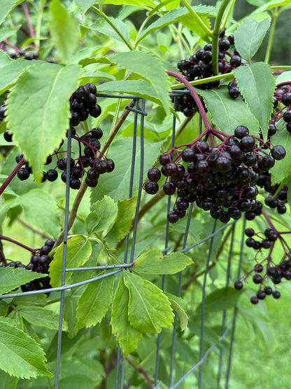 Dynamic Tincture Duo: Immune & Respiratory Support- Elderberry + Mullein Tincture